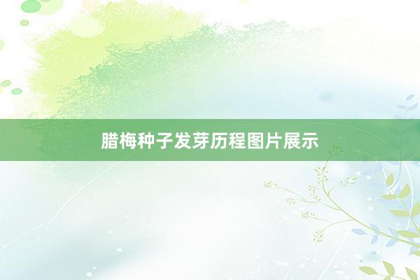 腊梅种子发芽历程图片展示
